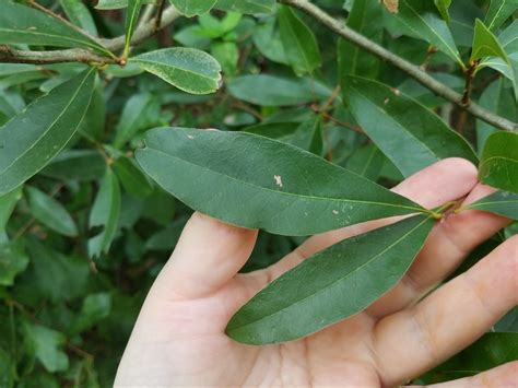 Swamp Laurel Oak In September By Leila Dasher Inaturalist