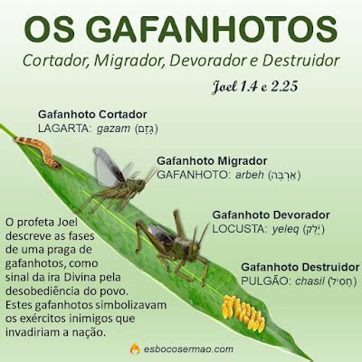 Os gafanhotos Migrador Cortador Devorador e Destruidor Pregações e