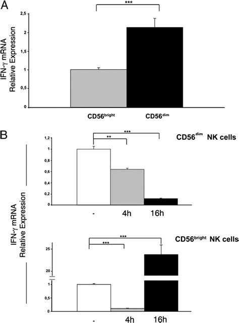 IFN γ mRNA expression in CD56 bright and CD56 dim NK cell subsets A