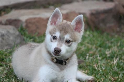 Alaskan Klee Kai Tesoro Creek Kennel Alaskan Klee Kai Puppy Owner