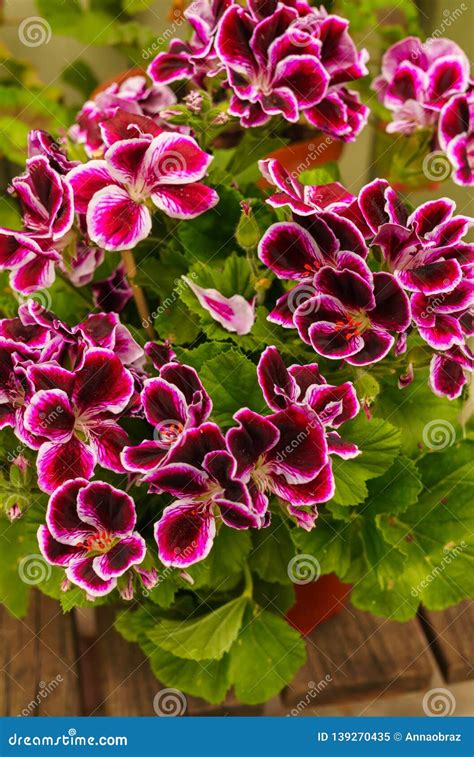 Popular Motley Geranium Flowers For Garden Decoration Common Geraniums