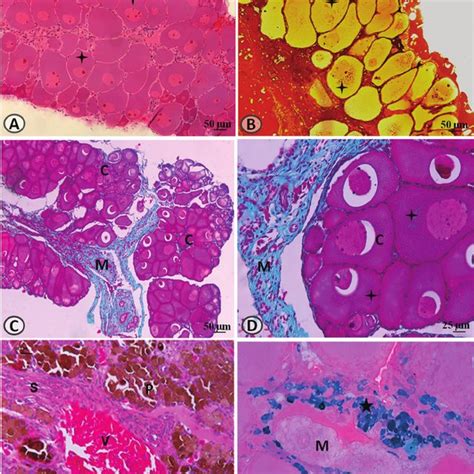 Histological Sections Of The BO Of Rhinella Schneideri A Bidderian