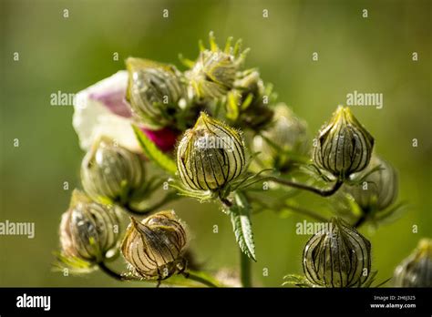 The Showy Seed Pods Of Annual Plant Hibiscus Cannabinus Stock Photo Alamy