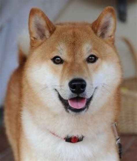 How To Understand The Shiba Inu Temperament | hubpages