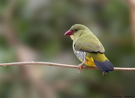 All Awares Beautiful Green Colour Of Sparrow Sweet Colour Of Sparrow