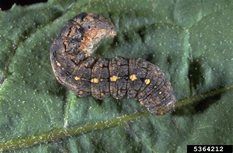 Cutworm Got Pests Board Of Pesticides Control Maine Dacf