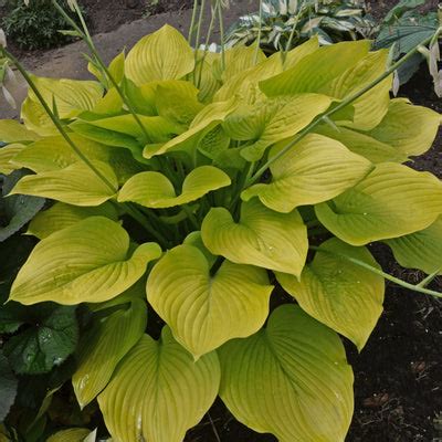 Hostas by Type | Sun Tolerant, Slug Resistant, Fragrant, Ground Cover ...