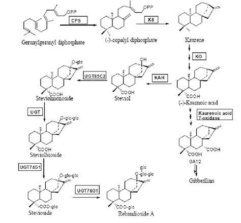 Biosynthetic Pathway Of Steviol Glycosides Stevioside And Rebaudioside