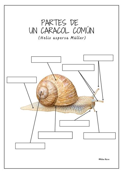 Partes De Un Caracol N Castellano Material De La Siguiente