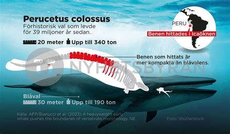 Perucetus Colossus F Rhistorisk J Tteval