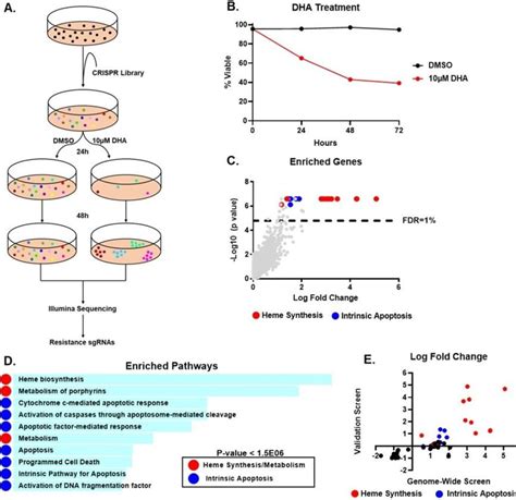 Figure 1 2 From The Heme Regulated Inhibitor Pathway Modulates