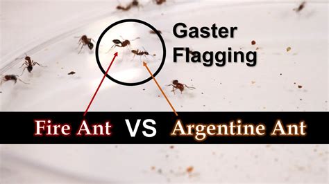 Fire Ant Vs Argentine Ant Fight Club Youtube