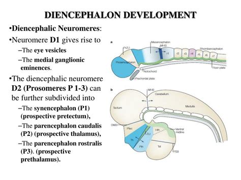 PPT - DEVELOPMENT of NERVOUS SYSTEM PowerPoint Presentation, free ...