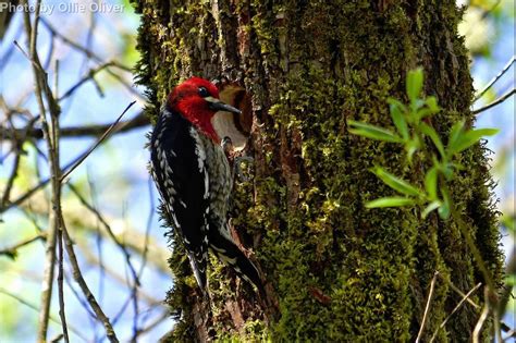 Red-breasted Sapsucker - East Cascades Audubon Society