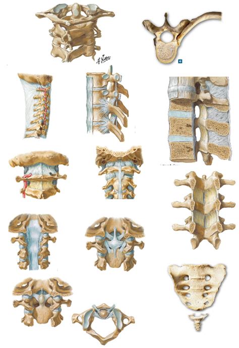 Vertebral Joints And Fascia Diagram Quizlet