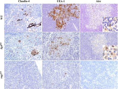 Maturation Of MTEC Cells In Wild Type Lig4R R And Rag1S S Mice