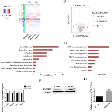 Daidzein Activates Akt Signaling Pathway Mediated By Clec A A The