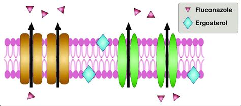 Overexpression Of A ABC Efflux Pump And B MFS Efflux Pump In