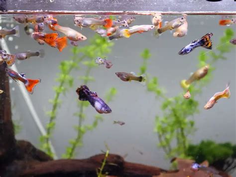 How Many Babies Do Guppies Have? A Guide To Guppy Breeding - AquariumPub