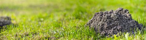 Maulwürfe im Garten Lösungswege gegen lästige Hügel