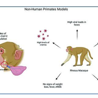 Illustrates The Process Of Non Human Primate Model SARS CoV 2