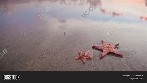 Two Starfish On Beach