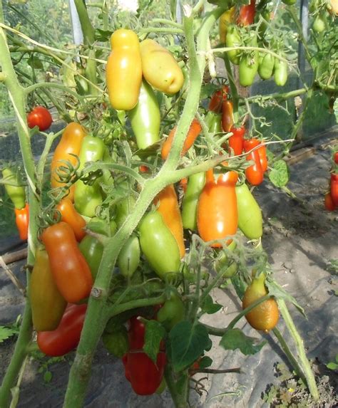 Томат Жиголо "Биотехника" - купить семена в интернет-магазине с доставкой