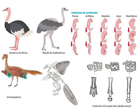 Pruebas de la evolución biológica 1 Escolar ABC Color