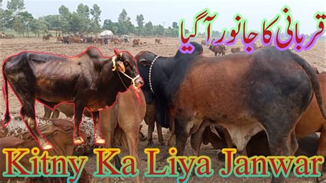 ALLHAMDULILLAH Qurbani Ka Janwar Agya Bakra Eid Ul Adha 2023 Dangerous