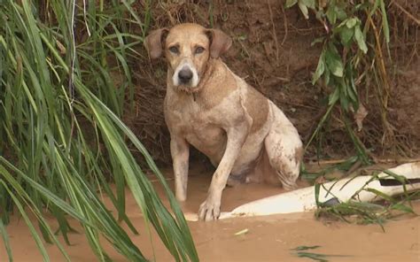 Impressionante Cachorro Salva Mulher De Tentativa De Estupro Ap S Ela