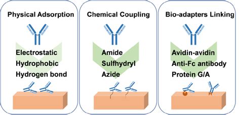 Physical Adsorption Covalent Binding And Bio Adapters Linking