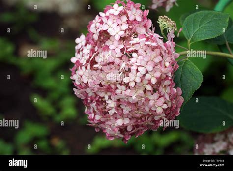 Hydrangea arborescens Annabelle Incrediball Erröten oder Sweet Pink