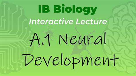 IB Biology A 1 Neural Development Interactive Lecture YouTube