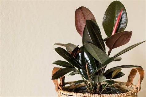 Philodendron Toxic To Cats What You Need To Know Plantly