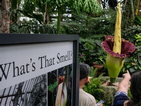 Watch Corpse Flower Set To Bloom At Ny Botanical Garden New York