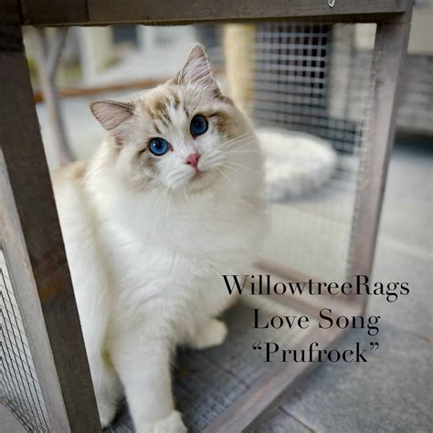 True Cost of a Ragdoll Cat from an Ethical Breeder - Masterpiece Ragdolls