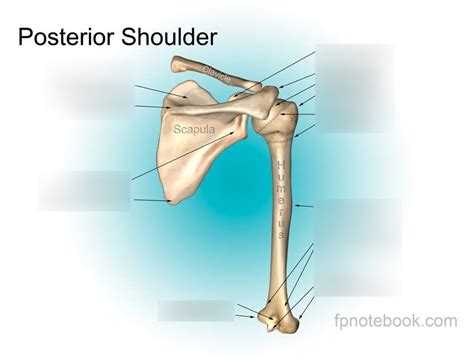 Y1 MUSCULOSKELETAL POSTERIOR SHOULDER ANATOMY Diagram | Quizlet