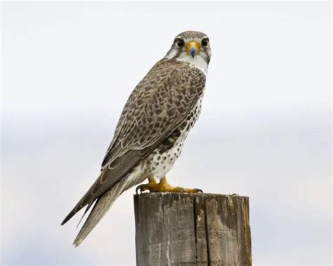 Prairie Falcon - Facts, Diet, Habitat & Pictures on Animalia.bio