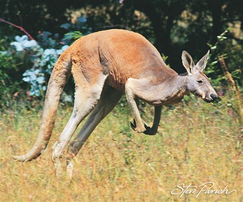 Red Kangaroo Kangaroos And Other Hopping Mammals Have Very Flickr