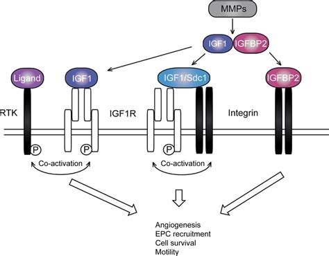 Interplay Between Insulin Like Growth Factors Receptors Igf R S And