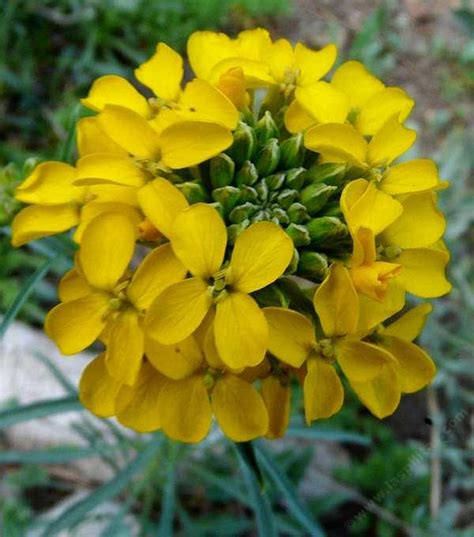 Erysimum Capitatum Western Wallflower