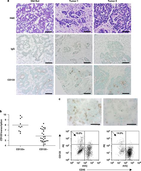 Cd133 Is Expressed In Vivo And In Vitro A Detection Of Cd133 By