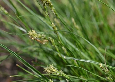 Best Sedge Grass Varieties to Plant in Your Garden