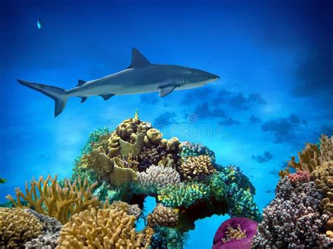 Tiger Shark Galeocerdo Cuvier Swimming Over The Reef Stock Image