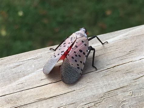 Meet The Spotted Lanternfly The Bug Health Officials Are Begging You