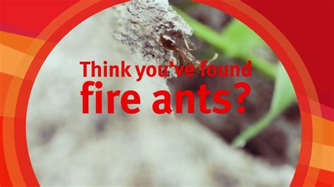 Fire Ant Bait Treatment By Helicopter Youtube