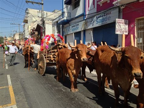 Entrada Dos Carros De Lenha Festas De Agosto Je Online