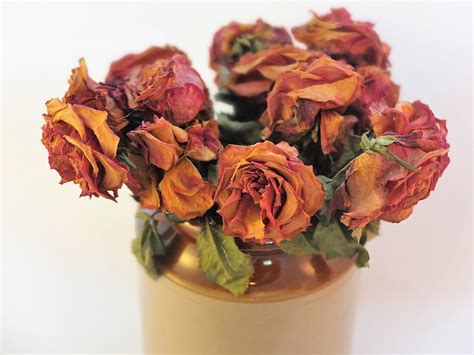 Free Images Roses Blooms Dried Flowers Texture Dry Romance