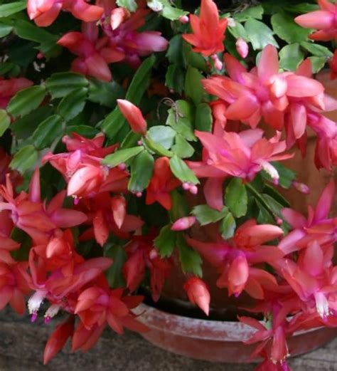 Schlumbergera Bridgesii Christmas Cactus Succulent Guide