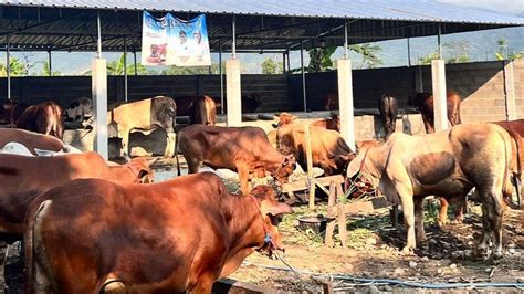 Gila Kebutuhan Hewan Kurban Di Jabar Capai Ekor Untuk Idul